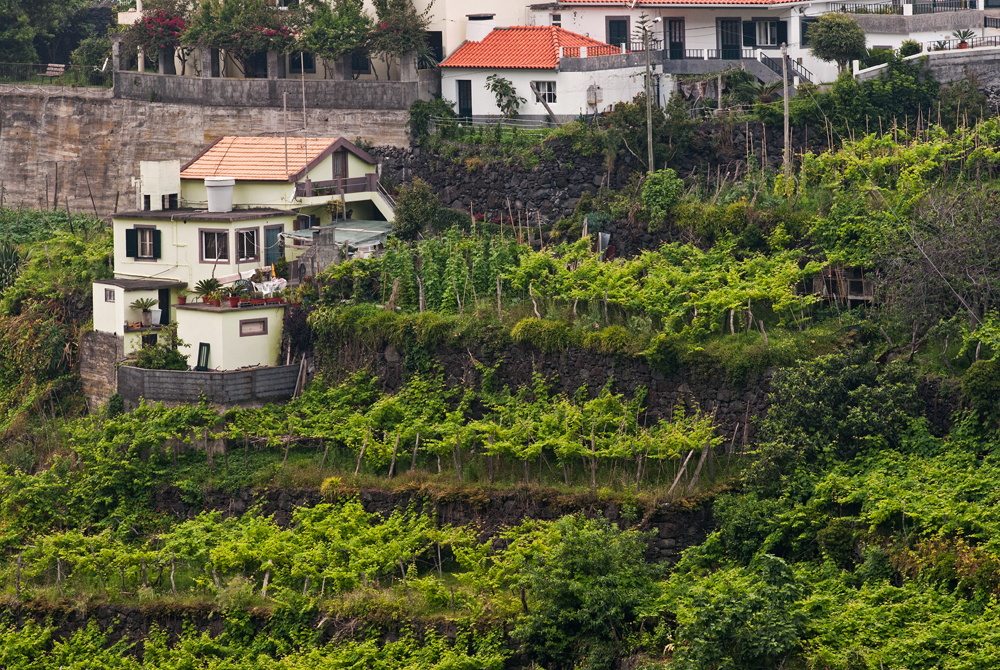 505_Madera_Ponta Delgada.jpg